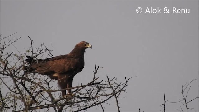 Tawny Eagle - ML201968481