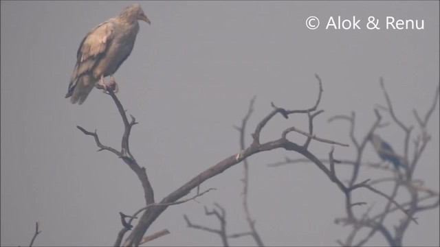 Alimoche Común - ML201968551