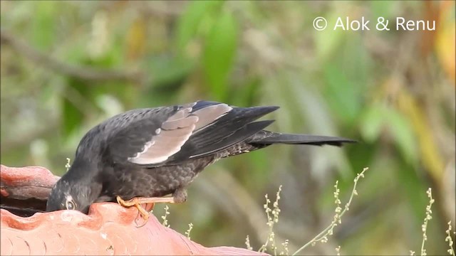 Gray-winged Blackbird - ML201968561
