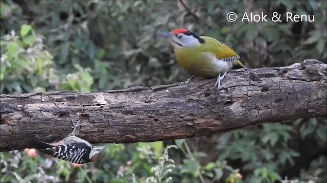 Brown-fronted Woodpecker - ML201968651