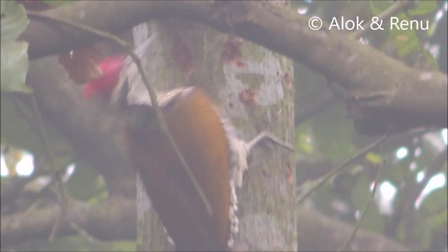 Greater Flameback - ML201968701