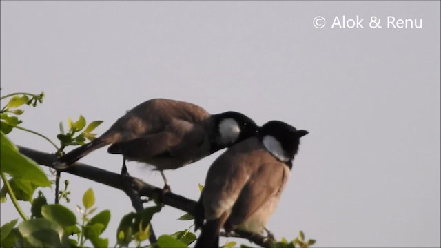 White-eared Bulbul - ML201968721