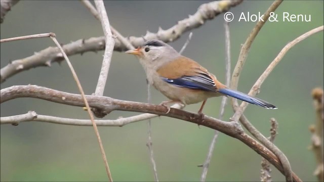 Mavi Kanatlı Minla - ML201968741