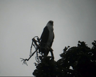 White Hawk (Black-tailed) - ML201968781