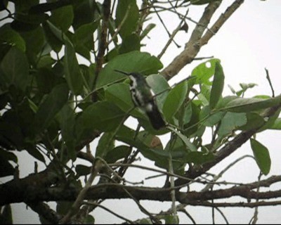 kolibřík zelenohrdlý - ML201968911
