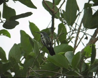 Green-throated Mango - ML201968921