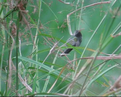 White-tailed Goldenthroat - ML201968951