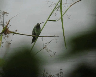 White-tailed Goldenthroat - ML201968961