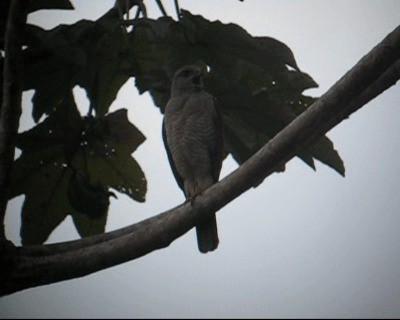 Haitibussard - ML201969021