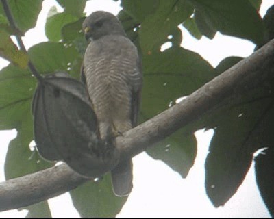 Haitibussard - ML201969031