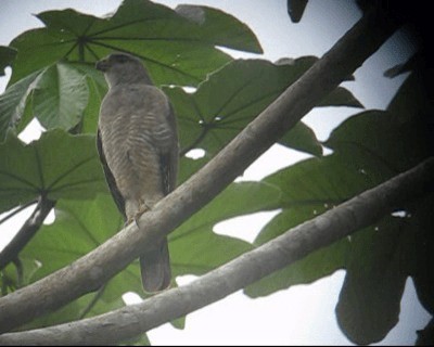 Haitibussard - ML201969041