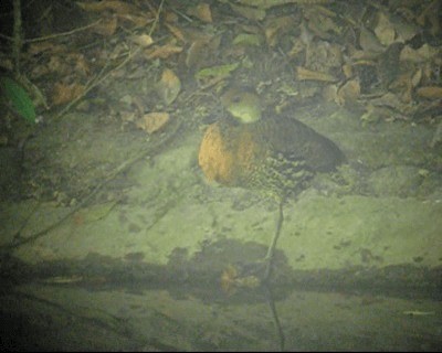 West Indian Whistling-Duck - ML201969071