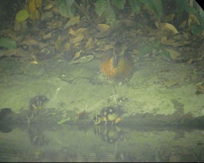 West Indian Whistling-Duck - ML201969081