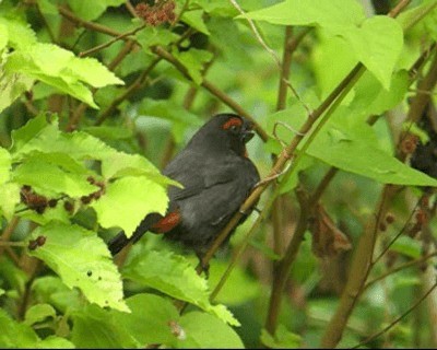 Greater Antillean Bullfinch - ML201969131