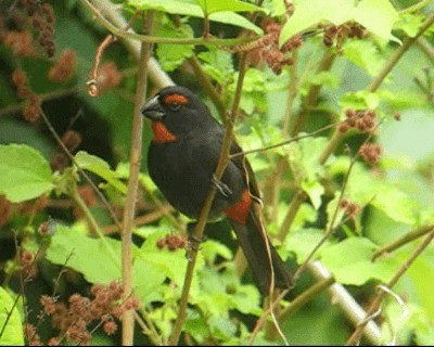 Greater Antillean Bullfinch - ML201969141