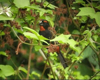 Greater Antillean Bullfinch - ML201969151