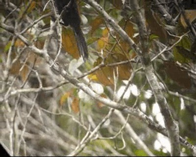 Golden-tufted Grackle - ML201969171