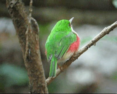 Broad-billed Tody - ML201969201