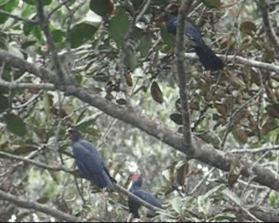 Red-throated Caracara - ML201969251