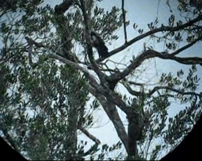 Red-throated Caracara - ML201969261