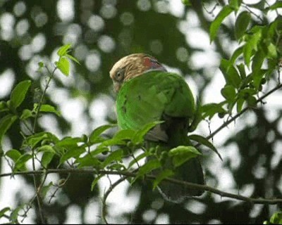 Red-fan Parrot - ML201969271