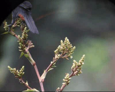 Greater Flowerpiercer - ML201969291