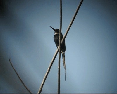 Jacamar à longue queue - ML201969301