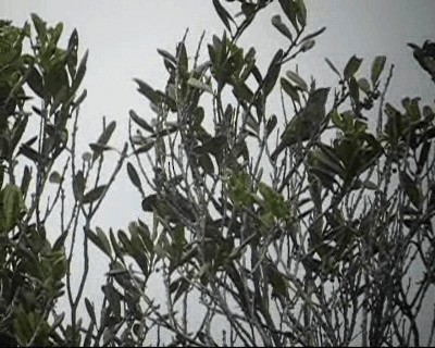 Black-headed Tanager (Black-hooded) - ML201969381