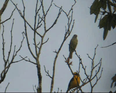 Yellow-crowned Tyrannulet - ML201969401