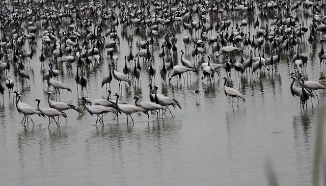 Demoiselle Crane - ML201969461