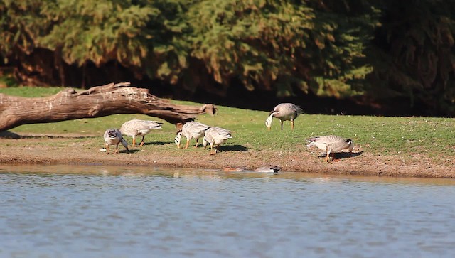 Bar-headed Goose - ML201969491