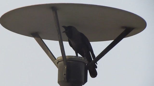 House Crow - ML201969521
