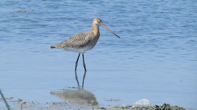 Black-tailed Godwit - ML201969541