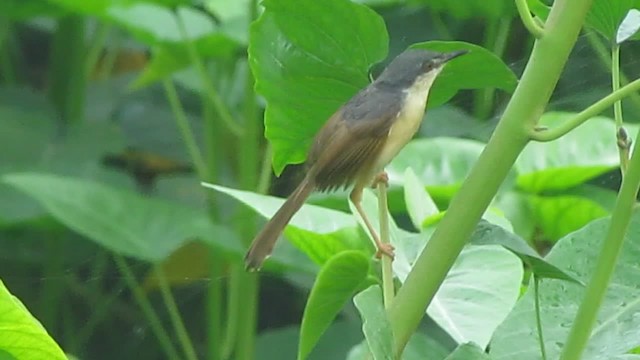 Prinia Cenicienta - ML201969601