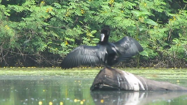 Little Cormorant - ML201969641