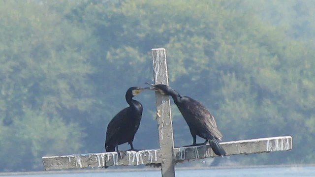 Great Cormorant - ML201969661