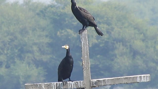 Great Cormorant - ML201969671