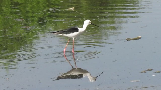 Black-winged Stilt - ML201969761