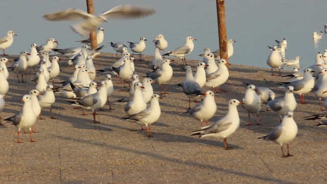 Gaviota Reidora - ML201969821