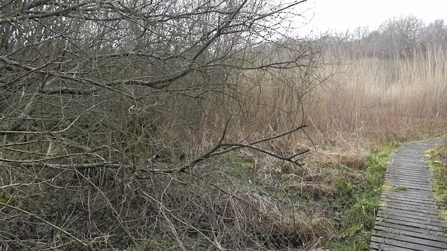 Eurasian Wren (British) - ML201969901