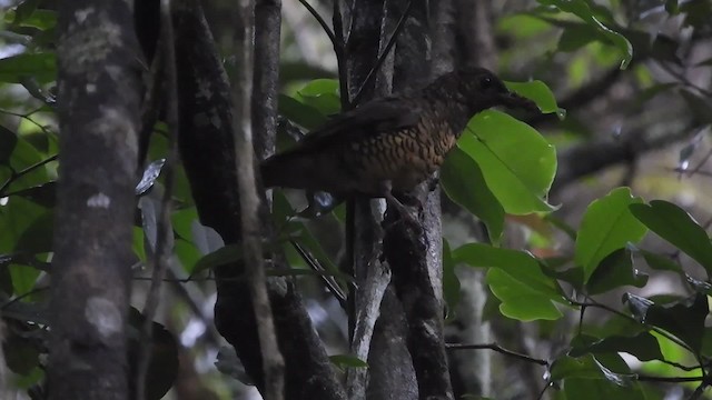 Sri Lanka Thrush - ML201969951