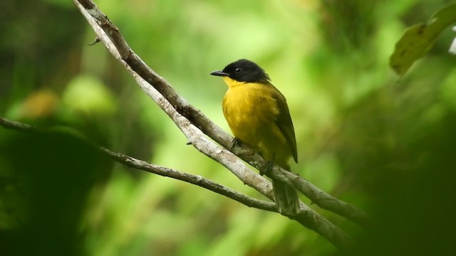 Black-capped Bulbul - ML201969981