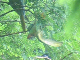 Military Macaw - ML201970011