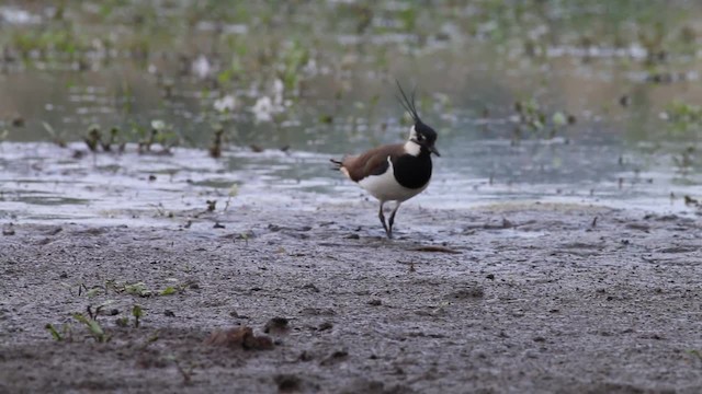 Northern Lapwing - ML201970061