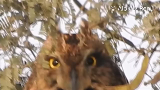 Short-eared Owl (Northern) - ML201970221