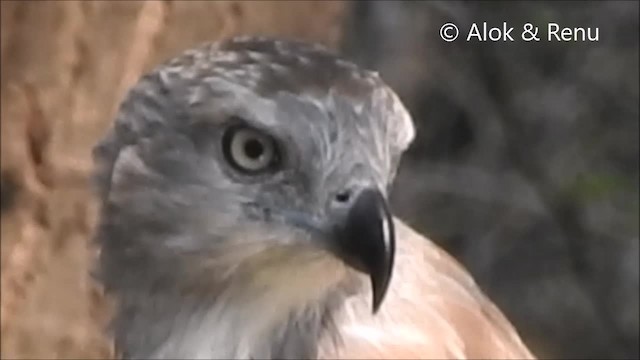 Gray-headed Fish-Eagle - ML201970231