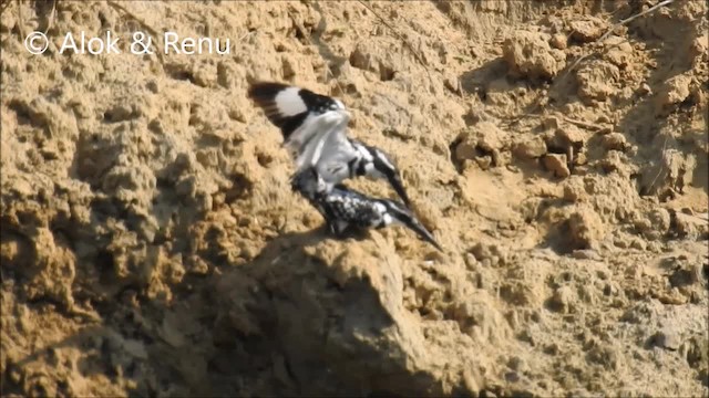 Pied Kingfisher - ML201970261