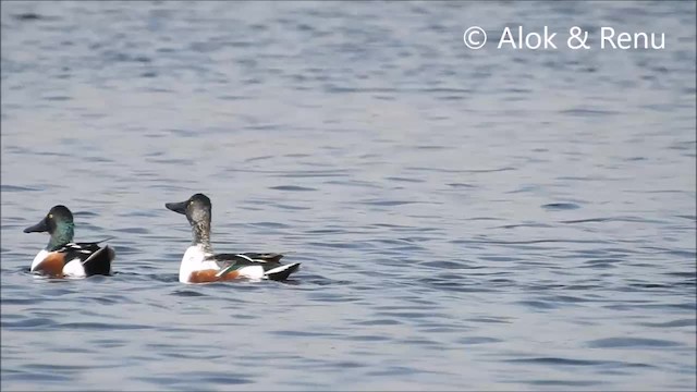 Northern Shoveler - ML201970321