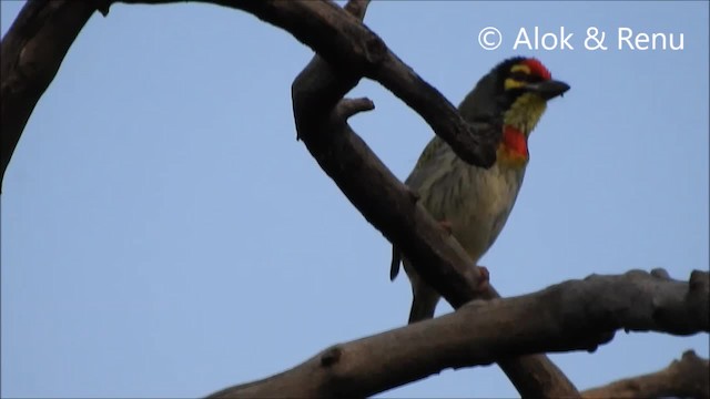 Coppersmith Barbet - ML201970331