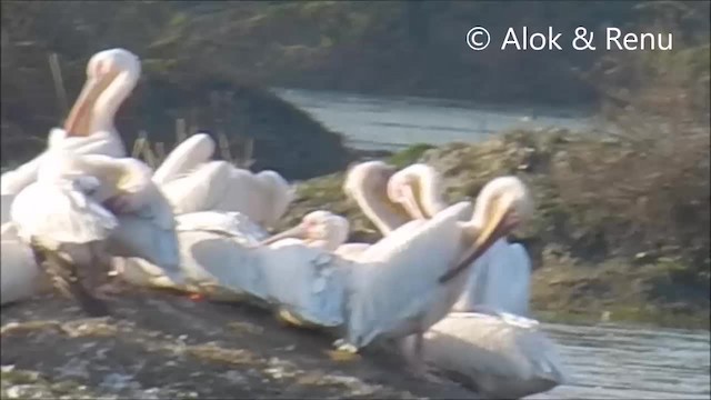 Great White Pelican - ML201970371